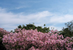 20110414113602_4_spring_tra4_TAtmEj1j_g3YhyRGgmi.jpg